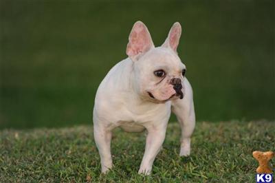 DOOBIE - Mini Frenchie