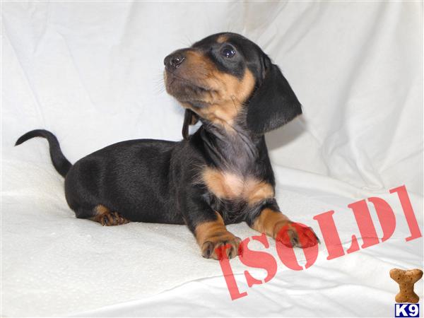 ♥♥♥♥Adorable Classic smooth Mini Dachshund female♥♥♥♥