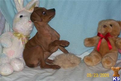 AKC Ch. Sired Puppies - www.infinityminpins.com
