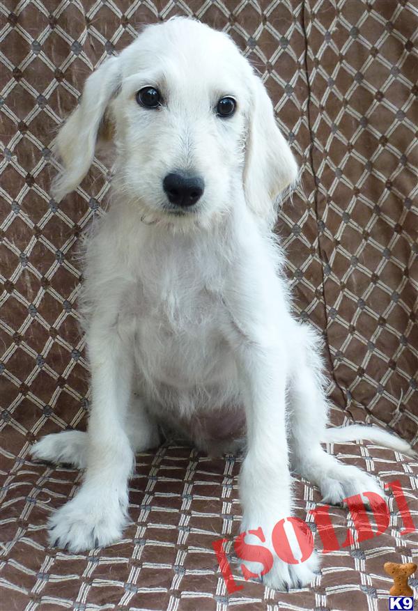 puppies for sale oahu document moved puppies for sale oahu document moved