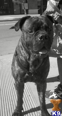 Goliath the Enforcer