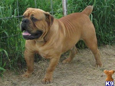 Starline Ranch Olde English Bulldogge Pups Shipping included