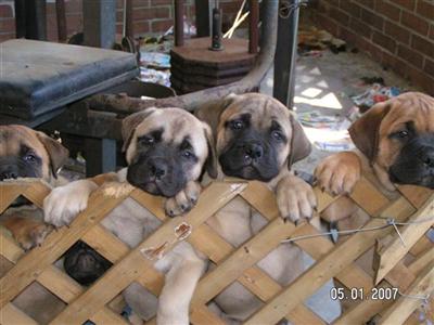 Bullmastiff puppies AKC registered
