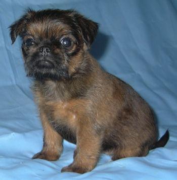 Available puppy of Brussels Griffon from kennel Imgosbull.