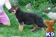 German shepherd puppies