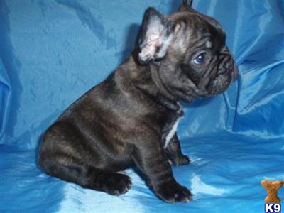 french bulldog puppies