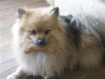 Teddy