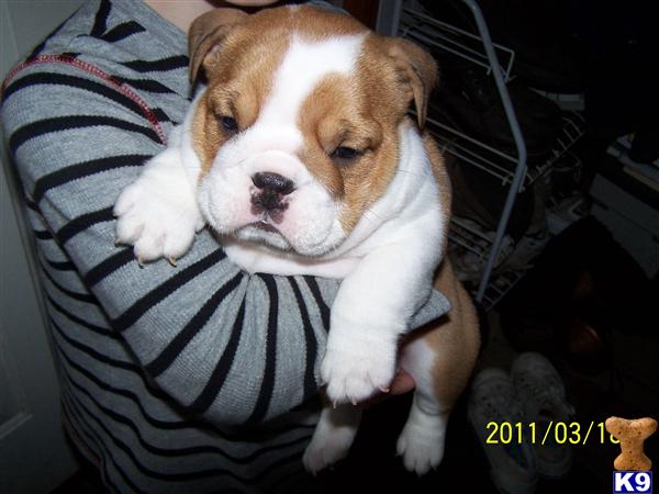 AKC  Registered Female
