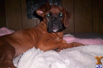 akc champion lined fawn female