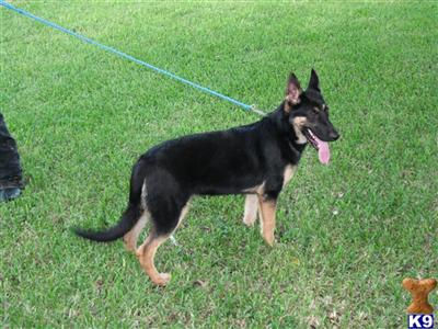 Black/Red GSD Puppy