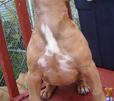 Purple Ribbon Bred Blue Nose Razors Edge Pit Bull Puppy for sale