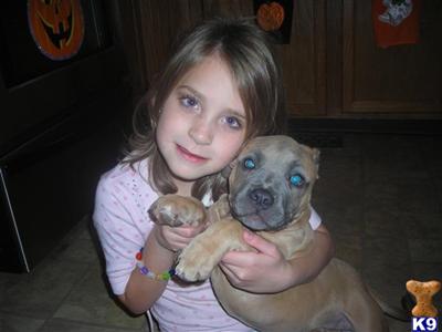 Purple Ribbon Bred Blue Nose Razors Edge Pit Bull Puppy for sale