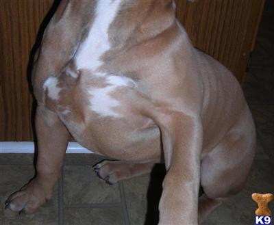 Purple Ribbon Bred Blue Nose Razors Edge Pit Bull Puppy for sale