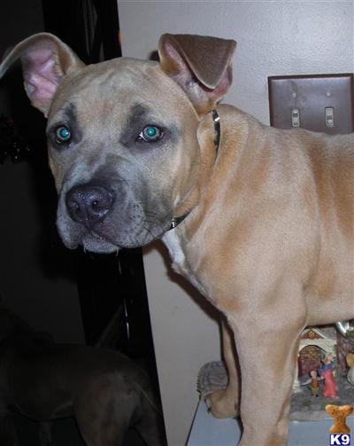Purple Ribbon Bred Razors Edge Blue Nose Pit Bull Puppy for Sale