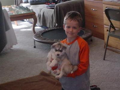AKC Siberian Husky Puppies