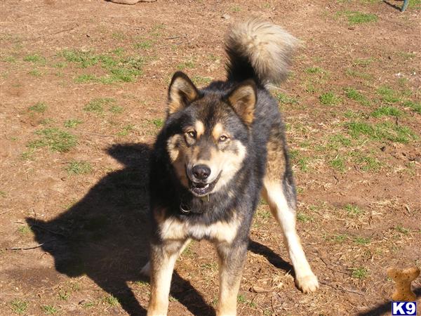Kodiak