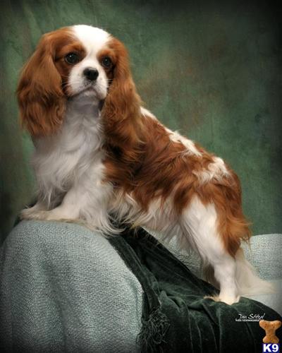 Morris