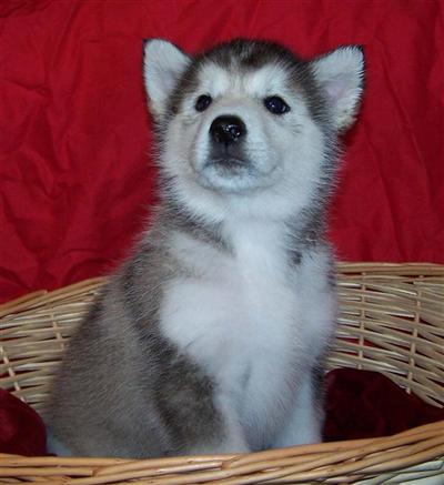 AKC Alaskan Malamute pups - PRICE REDUCED