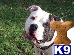 N.K.C. Big Beautiful American Bulldog Puppies