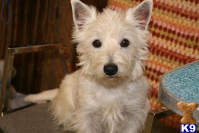 AKC Westie Pups for sale