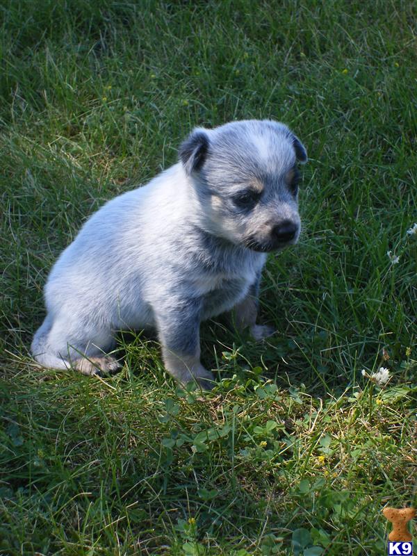 Full blood blue heelers...