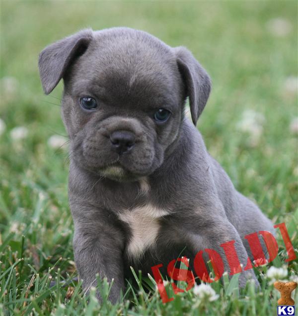 frenchton puppies for sale frenchton puppies for sale breeds picture frenchton puppies for sale frenchton puppies for sale breeds picture
