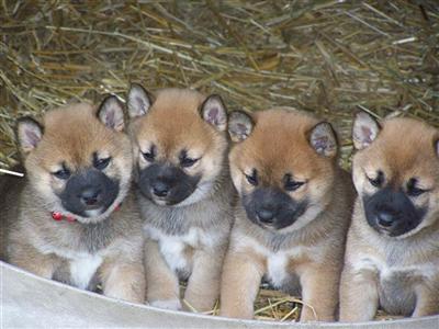 www.shibas-r-us.com