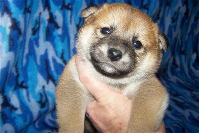 www.shibas-r-us.com