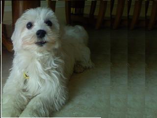 Baxter