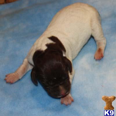 AKC with 3 gen pedigee 9 males to choose from