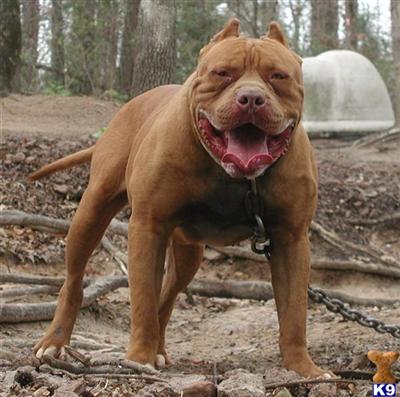Select few puppies still available