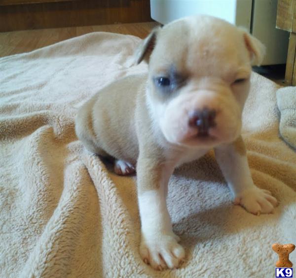 PR UKC BLUE FAWN MALE old razors edge bloodline. show quallity pup www.backyardbullys.com