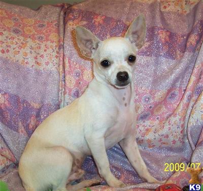 SOLD    NEMO AKC  CKC Male - SHIPPING INCLUDED
