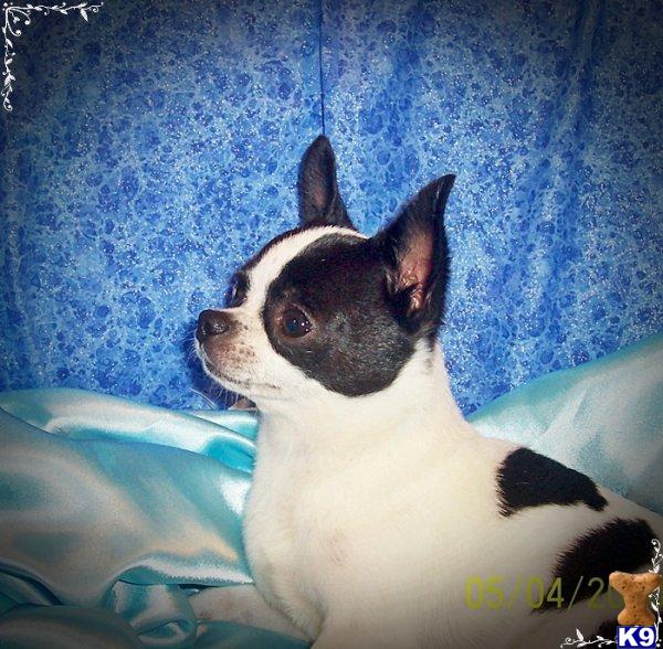 Pretty Boy  chihuahuamagic stud  37 Champions in Pedigree  