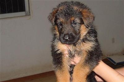 german shepherd pups