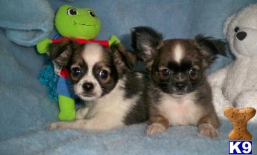 Chihuahua Puppies