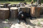 Beautiful Black Female - Price reduced