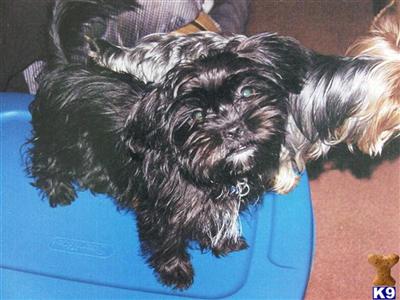  Price Reduced - Beautiful Black Shorkie - male