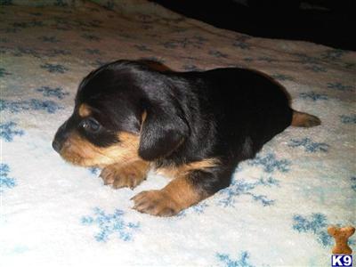 Dorkie Female #2