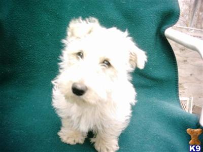 Scottish Terrier Puppies
