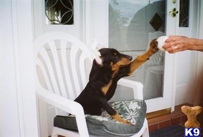 EUROPEAN KIMBERTAL INTERNATIONAL CHAMPION DOBERMAN PUPPIES / $800.00 EACH / RESERVE YOURS NOW WITH A $100.00 DEPOSIT VIA PAY PAL OR U.S. POST OFFICE MONEY ORDER  