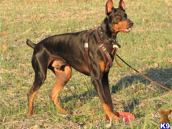 ACCEPTING DEPOSTS  ON  NEW LITTER WHELPING ABOUT APRIL 5TH , 2013 /  HURRY NOTICE YOUR DEPOSIT TODAY