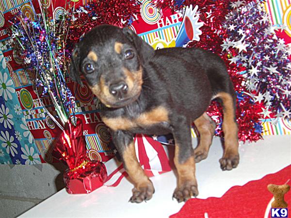 PUT YOUR DEPOSIT DOWN TODAY....DOBERMAN PINSCHER PUPPIES ONLY $495.00 EACH / HD PICTURES OF SIRE , DAM , AND PUPPIES / 606-878-6395 OR  jehenson46@yahoo.com  