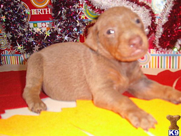ACCEPTING DEPOSITS / COMING SOON  /  FAWN AND RUST , BLUE AND RUST , BLACK AND RUST , AND RED AND RUST ONLY $650.00 EACH / CALL 606-878-6395 OR EMAIL jehenson46@yahoo.com 
