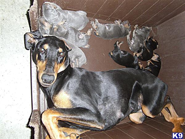BLUE AND RUST DOBERMAN PUPPIES / ONLY $650.00 EACH / CONTACT ERICH HENSON AT 606-878-6395 OR EMAIL jehenson46@yahoo.com 