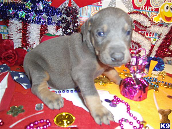 BLUE AND RUST MALES AND FEMALES AVAILABLE NOW / DEPOSIT IS $100.00 PER PUPPY VIA PAYPAL OR U.S. POST OFFICE MONEY ORDER / CONTACT ERICH AT 606-878-6395 OR EMAIL jehenson46@yahoo.com 