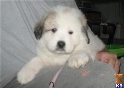 AKC Great Pyrenees Pups