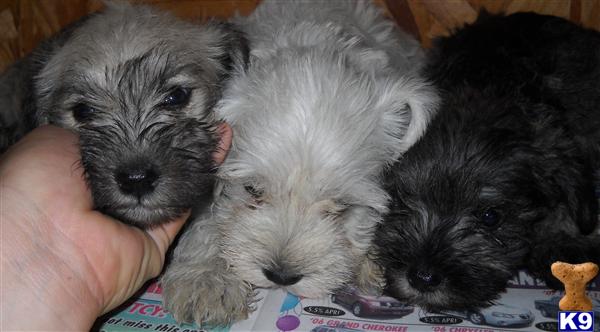 CKC REG MALE MINI SCHNAUZERS BEAUTIFUL 3 DIFFERENT COLORS TO CHOOSE FROM