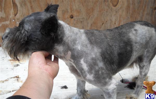 AKC REG BLACK AND WHITE PARTI COLORED MINI SCHNAUZER UP FOR STUD 