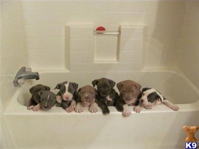 blue raizer edge pitbulls LOOKING FOR A GOOD HOME